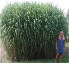 miscanthus.jpg