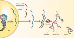 800px-antisense_dna_oligonucleotide.jpg