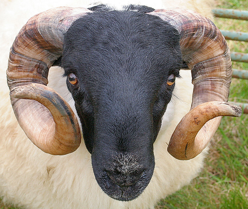 Sheep