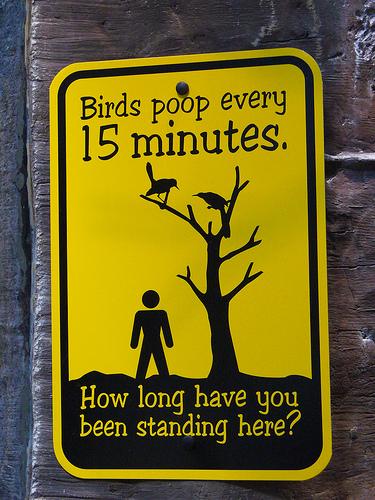 warning birds