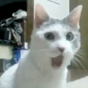 Jaw-dropping, cat
