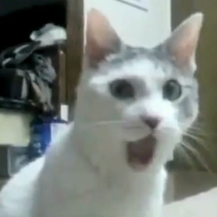 Jaw-dropping, cat