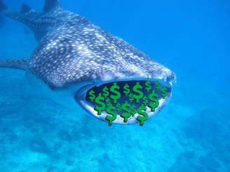 Whale Shark Money