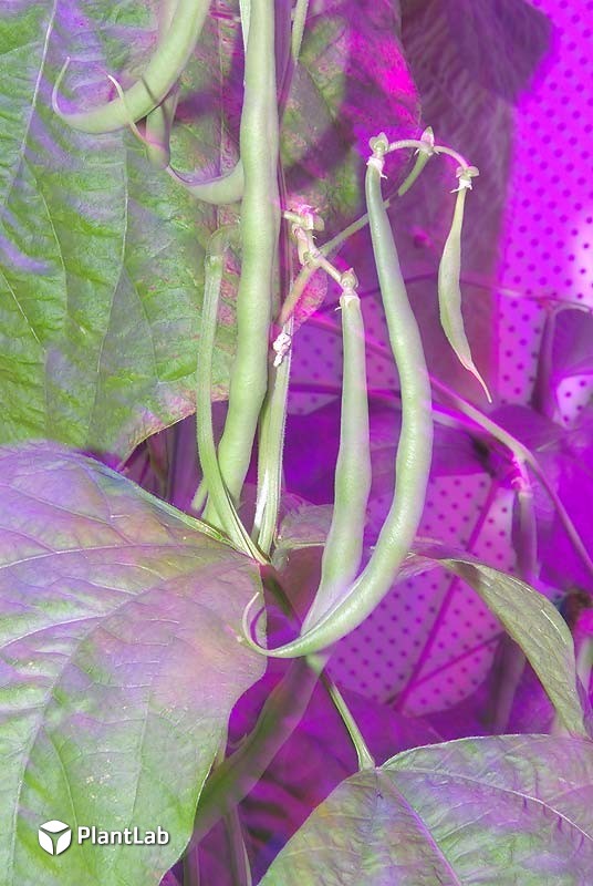 PlantLab vegetables