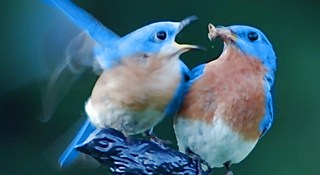 Twitter starts rolling out promoted Tweets