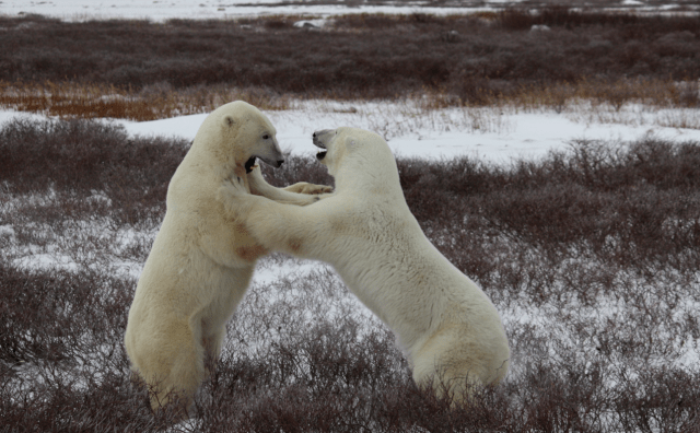 Polar Bear