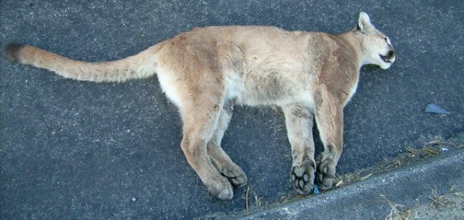 dead-mountain-lion-poor-kitty