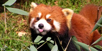 Mozilla launches browser ads for Firefox