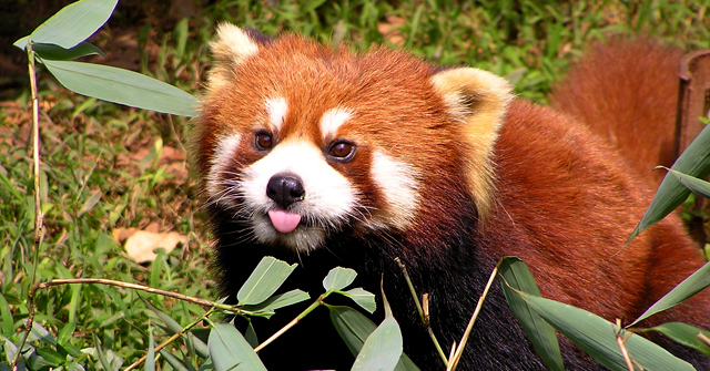 flickr-red-panda-firefox