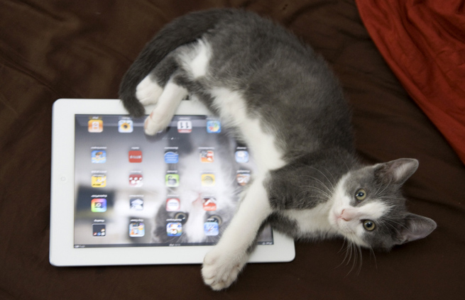 flickr-cat-ipad