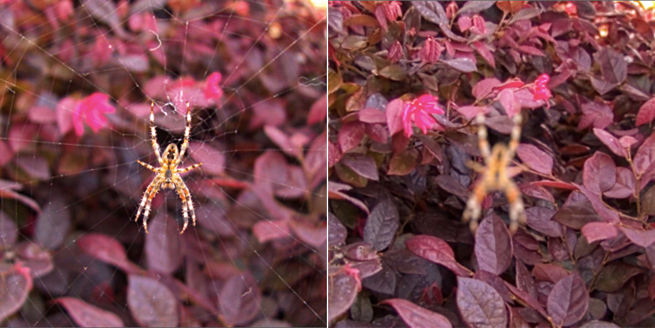lytro-before-after-spider