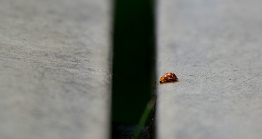 like this little bug, Silicon Valley startups are facing a widening gap with the rest of the world