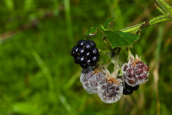 Blackberry