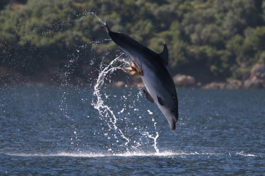 Microsoft is struggling with its competition like this dolphin trying to dislodge an awkwardly-placed octopus