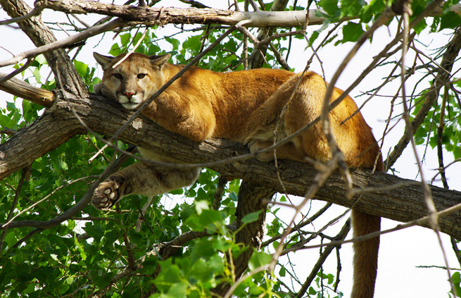 mountain-lion