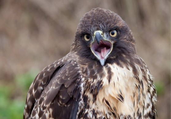 bird