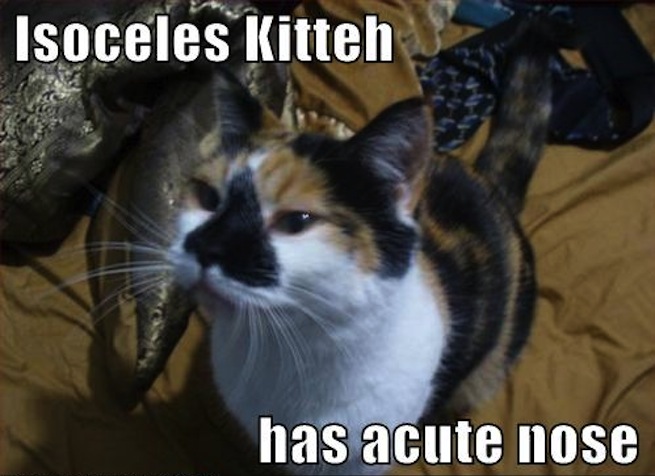 lolcat