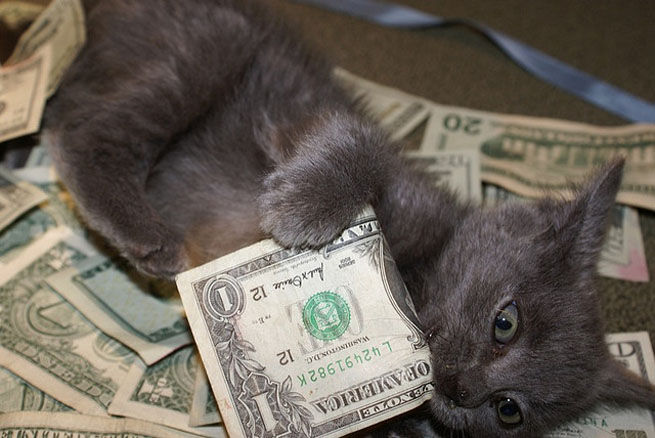 A Kitten With Cash