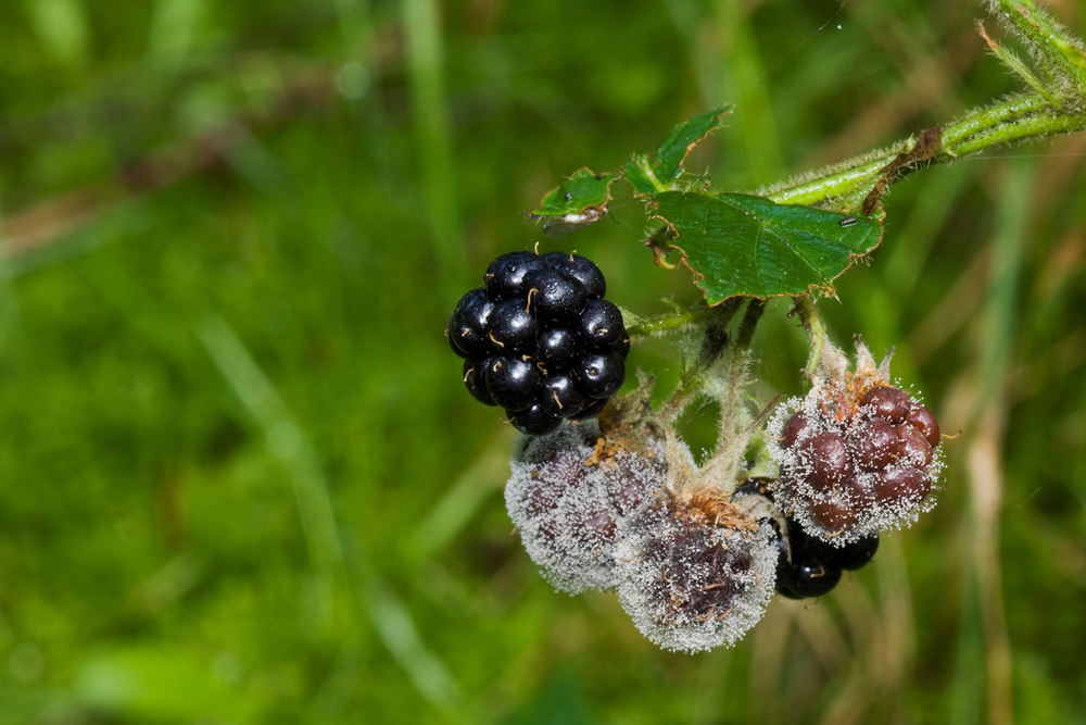 RIM BlackBerry sales