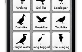 Birdeez screenshot to select general shape of bird