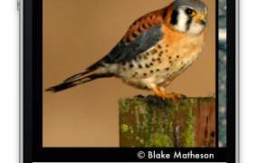 Birdeez screenshot showing a sparrowhawk photo