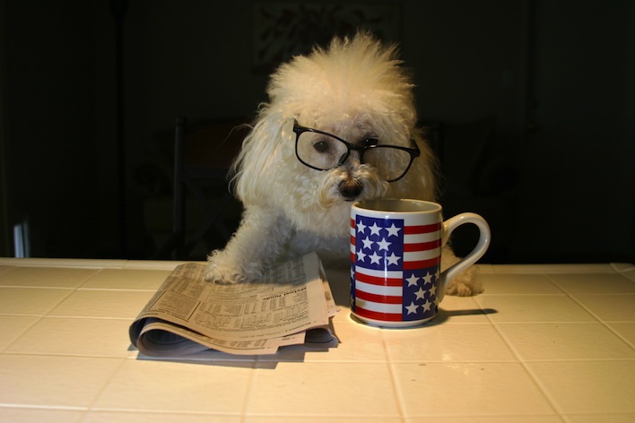 dog reading newspaper