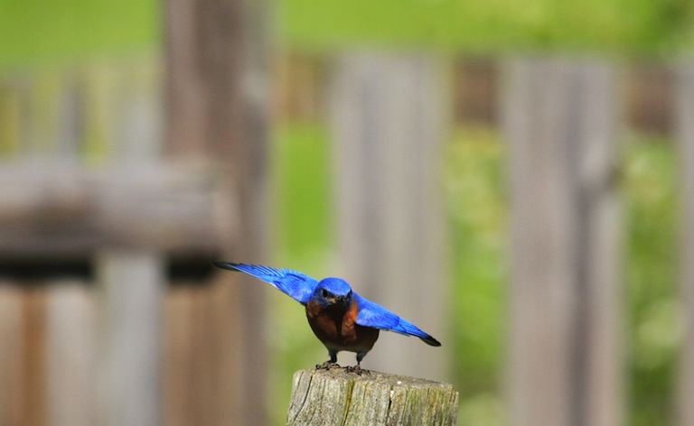 Twitter bird fly