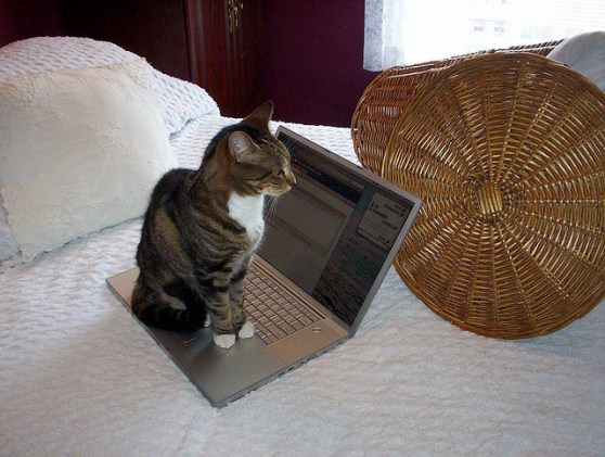 Even cats understand the value of blogging