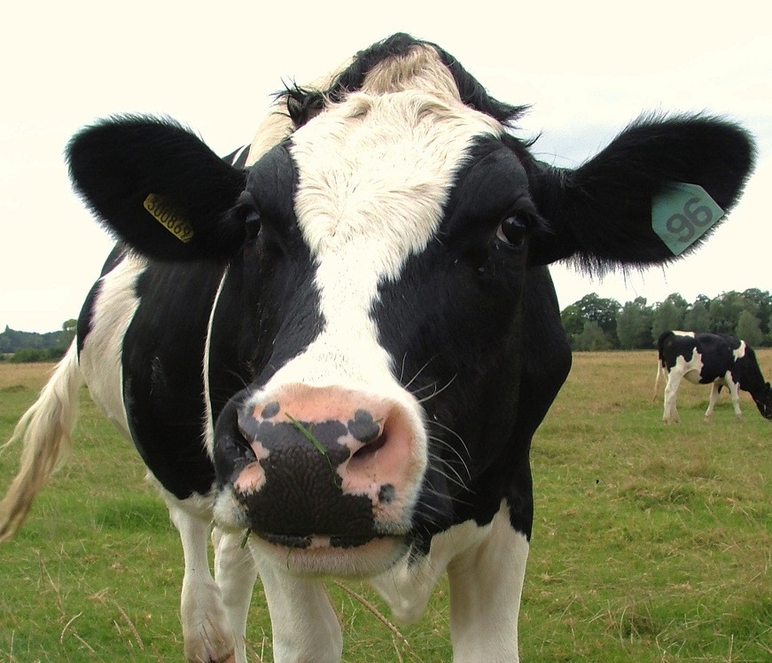 cow