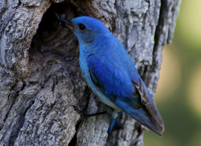 flickr-blue-bird-twitter