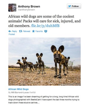 A Flickr photo as seen on Twitter
