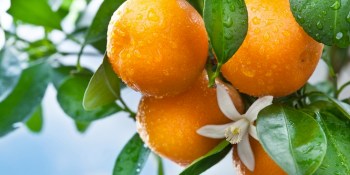 Orange Fab accelerator partners with Visa, LG, Hilton, and others to mentor its next batch