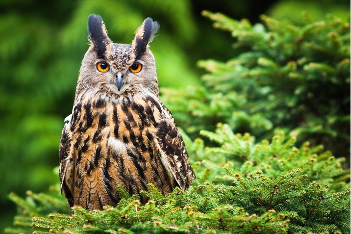 wise owl