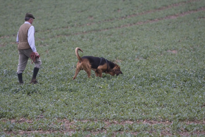 Bloodhound tracking