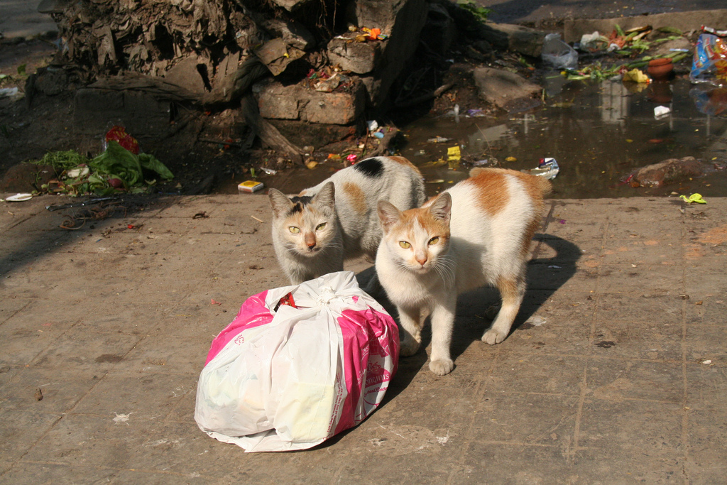 cat india