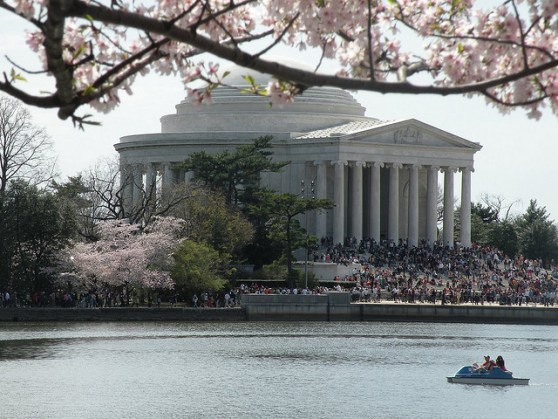 cherry-blossoms