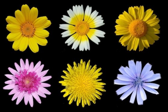 Daisy