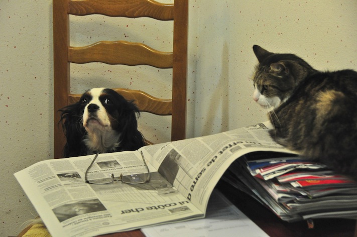 dog newspaper