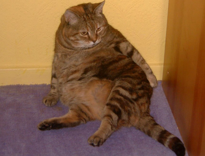 flickr-fat-cat-buzzfeed