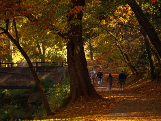 greenville tree