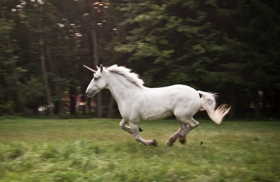 Hiring the perfect candidate is like finding a unicorn