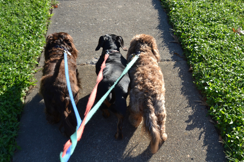 dog walk