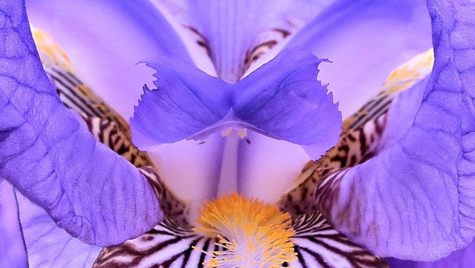 large__8104119449