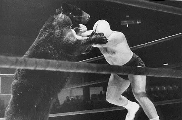 Wrestling bear