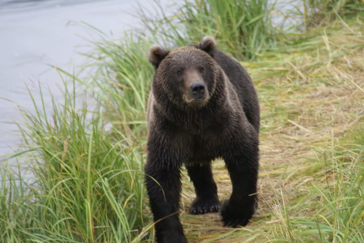 Kodiak Bear