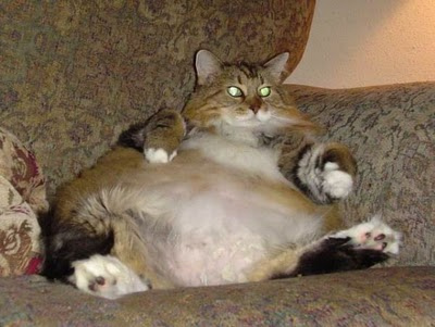 Fat Cat