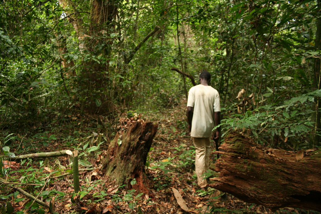 africa rainforest