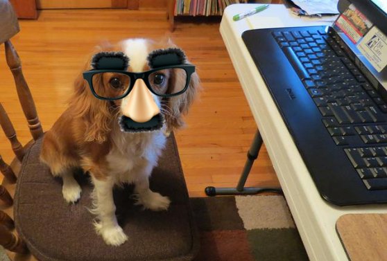 anonymous-dog