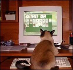 Cat Solitaire