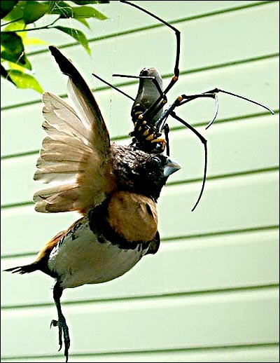 Spider 1